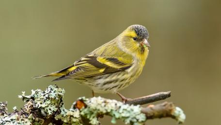 Vibrant Eurasian Siskin on a Branch Amidst Nature's Beauty wallpaper
