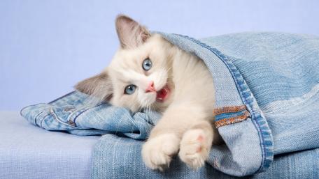 Cozy Ragdoll Cat Snuggled in Jeans wallpaper