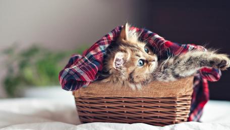 Cozy Kitten in a Basket Dreaming Away wallpaper