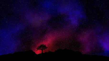 Enchanted Night Canvas wallpaper
