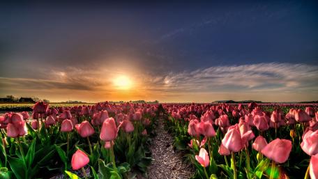 Blooming Tulip Field at Sunset wallpaper