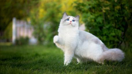 Elegant White Ragdoll Cat in Nature Scene wallpaper