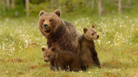 Gentle Giants of the Wilderness wallpaper