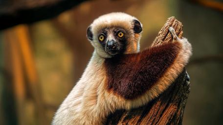 Cute Lemur Enjoying Its Habitat Playfully wallpaper