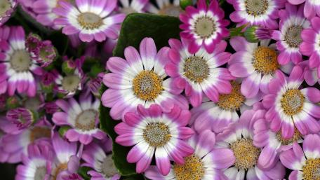 Pink cineraria wallpaper