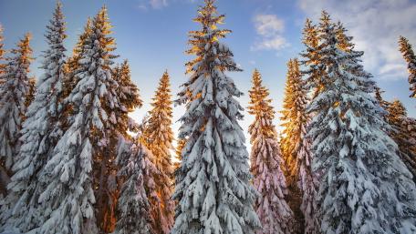 Majestic Winter Forest Scene wallpaper