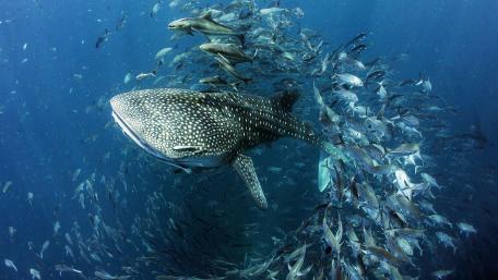 Majestic Whale Shark in Vibrant Ocean Scene wallpaper