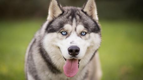 Majestic Siberian Husky Portrait wallpaper