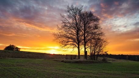 Serene Sunset Beneath the Tree wallpaper