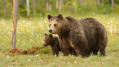 Gentle Giants in their Habitat wallpaper