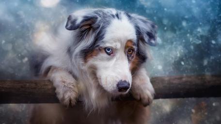 Australian Shepherd in Serene Snowy Landscape wallpaper