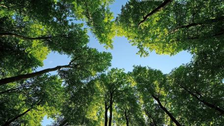 Lush Canopy and Blue Skies wallpaper