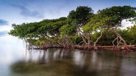 Tranquil Beauty of Mangrove Forests wallpaper
