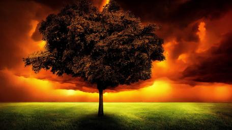 AI-Art: tangerine tree stomps wallpaper