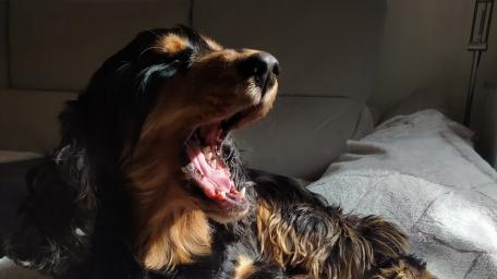 Yawning Dog in Sunlight Scene wallpaper