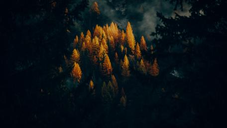 Golden Twilight in Autumn Forest wallpaper