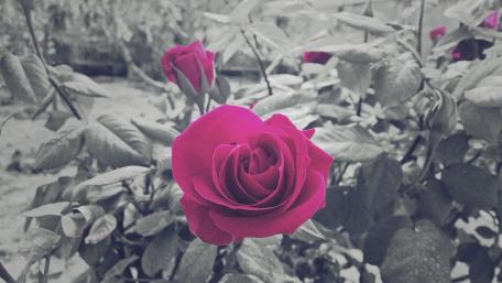Elegant Red Rose in Black and White Background wallpaper
