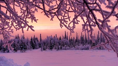 Winter's Pink Embrace wallpaper