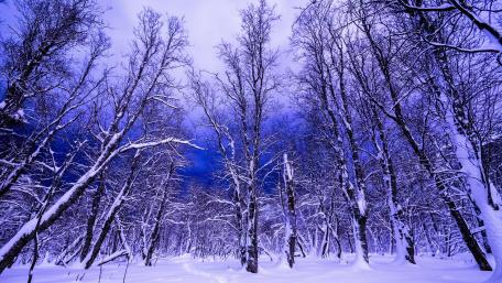 Winter Serenity in the Snowy Woodland Scene wallpaper