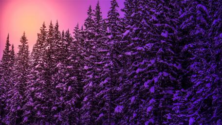 Dreamy Purple Pine Forest in Winter wallpaper