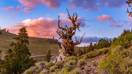 Ancient Beauty of Bristlecone Pine wallpaper