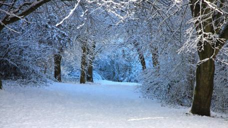 Snowy forest road wallpaper