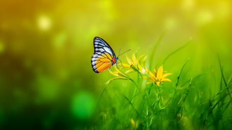 Butterfly Perched on Spring Blossom in 5K Clarity wallpaper