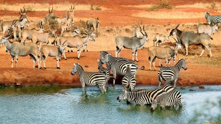 Tsavo East National Park wallpaper