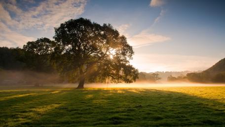 Misty Dawn Serenity in Nature wallpaper