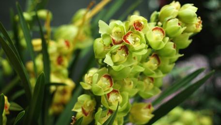 Elegant Green Orchids Blooming with Graceful Beauty wallpaper