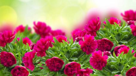 Dwarf carnation wallpaper