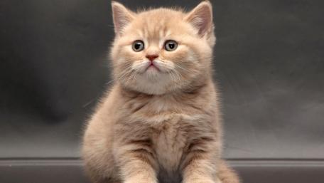 Ginger Kitty Charm in Serenity wallpaper