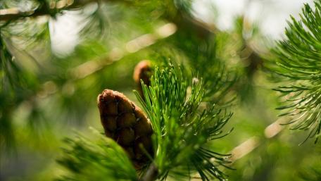 Evergreen Serenity in Nature's Embrace wallpaper