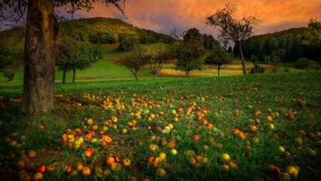 Apple Orchard at Sunset in Vibrant 4K wallpaper