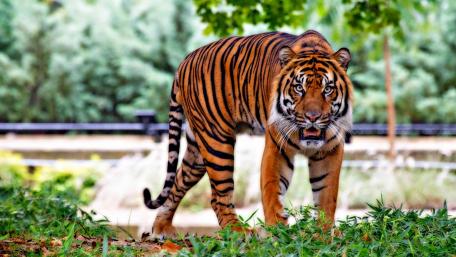 Majestic Tiger Stalking Through the Grass wallpaper