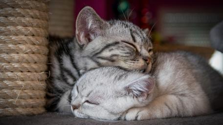 Serene Slumber of Adorable Kittens wallpaper