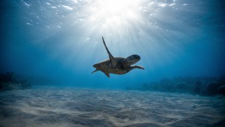 Majestic Sea Turtle Under Sunlit Waves wallpaper
