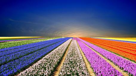 Vibrant Tulip Fields in Springtime Glow wallpaper