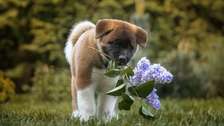 Adorable Akita Inu Puppy with Flowers wallpaper