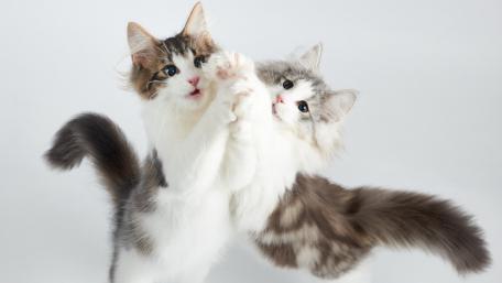 Playful Kittens in Action wallpaper