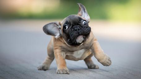 Playful Pup's Comical Stance wallpaper