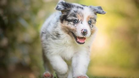 Adorable Australian Shepherd Puppy Running Free wallpaper