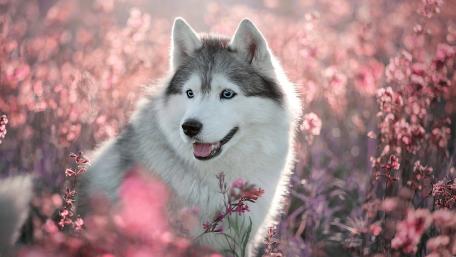 Siberian Husky Amidst a Pink Floral Dream wallpaper