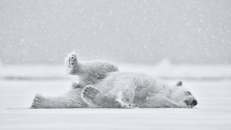 Serene Monochrome Polar Bear Amidst Snowfall wallpaper