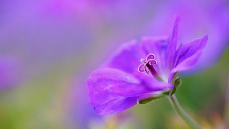 Enchanting Purple Flower in Focus wallpaper