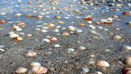 Seashells on the Shoreline for Tranquility wallpaper