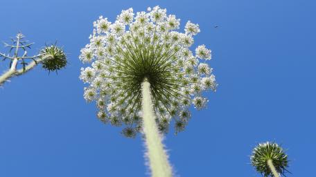 Bright Blossoms Against a Clear Blue Sky wallpaper