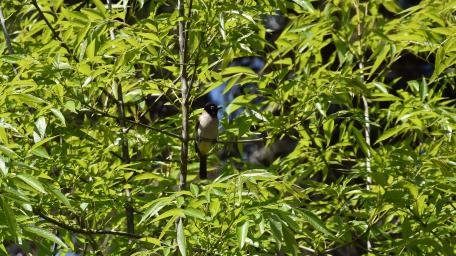 Serene Bird Among Lush Greenery wallpaper