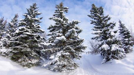 Snowy Winter Wonderland of Spruce Trees wallpaper