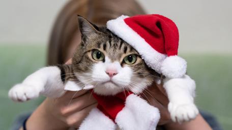 Santa cat wallpaper